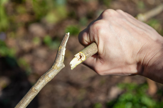 Im Garten aufr&auml;umen &Auml;ste abknicken abbrechen
