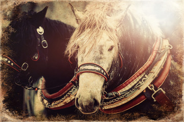 Two horses with ornate harness in close-up view, old photo effect.
