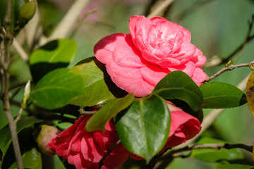 Cam&eacute;lia du Japon