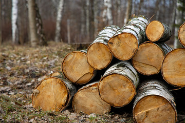 deforestation felling of trees ecology problem concept outdoor picture of logs on a ground