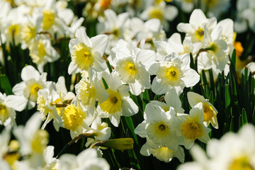 Obraz premium Jonquilles