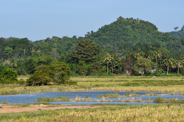 Langkawi Island countryside landscapes. Paddy rice Field. Andaman Sea, Malaysia