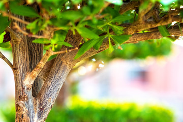 Closeup of fresh green tree with wooden trunk and vibrant green leaves growing in summer garden.