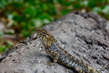 Forest Garden Lizard