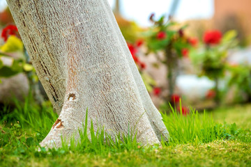Close up of a big tree trunk on green grass lawn in summer.