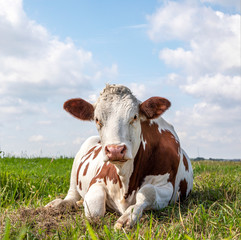  Lying relaxed cow. Brown and white, comfortable ruminating in a meadow and a blue sky and horizon