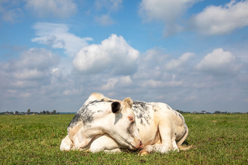 White cow curled sleeping in the middle of a grassland, blue sky and straight horizon