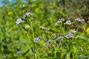 pink small flowers