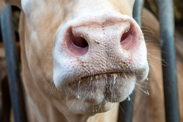 Close up of a cow nose and mouth, spit drooling and large nostril.