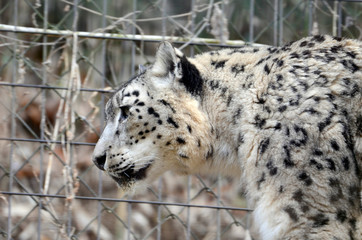 ユキヒョウ