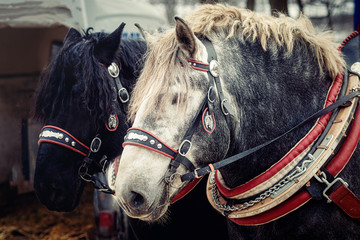 Two horses with ornate harness in close-up view.