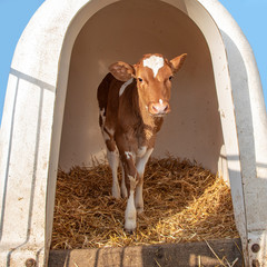 Timid calf in a white plastic calf hutch, on straw and with sunshine