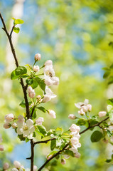 Branch with flowers of an apple tree on a natural background of a spring garden. Sunny warm spring day in the garden.