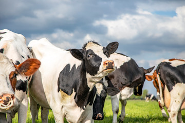 Young cows playing together in a meadow, blue sky with dark clouds.