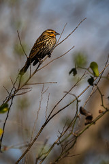 Female Red-winged Blackbird resting