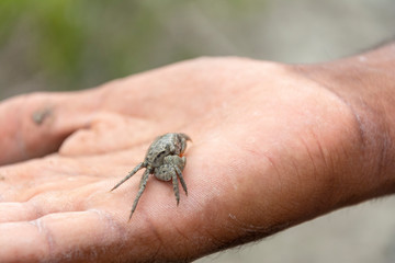 Little Crab
