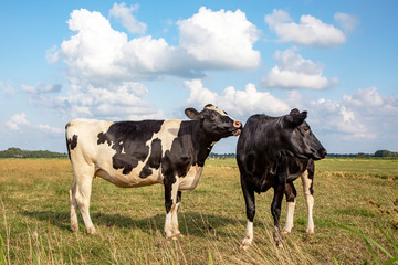 Two cows. Cow comforts another cow by licking her in a pasture under a blue sky and a straight horizon.