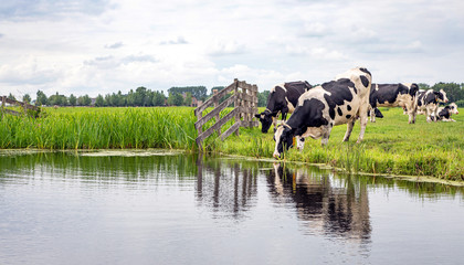 Cow drinking water on the bank of the creek a rustic country scene, reflection in a ditch, a blue...
