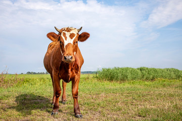 Cute red brown dairy cow stands in a meadow, fully in focus, blue sky, green grass.