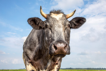 Face of a beef cow, horned and gentle look, black nose, front view and a blue sky.