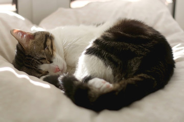 Cute tabby cat sleeping on a pillow. Selective focus.