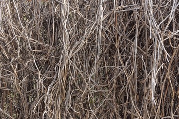 brown gray natural texture of dry branches in a heap