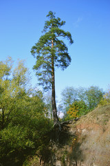 tree in forest