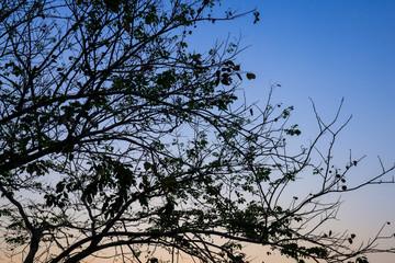 Beautiful silhouette tree branch on sky sunset background.