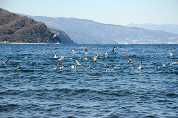 Obraz premium カモメ