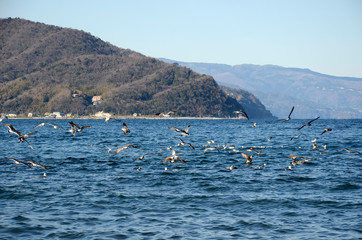 Obraz premium カモメ