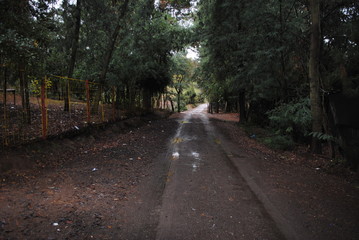 Campo Bosque