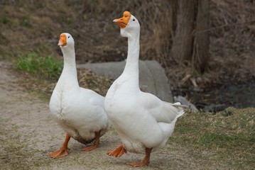 Naklejka na ściany i meble two large white geese stand on gray sand and green grass by the river