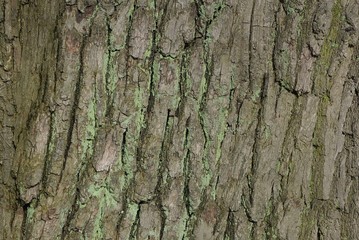 Gray green background from the dried bark of a large old oak tree