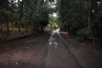 Campo y bosque