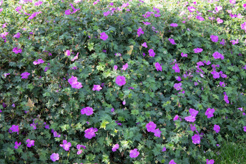 Garden geranium. Latin name – geranium sanguineum