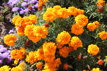 Fototapeta na wymiar Marigolds and Ageratum in the flower bed