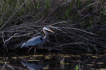 great blue heron
