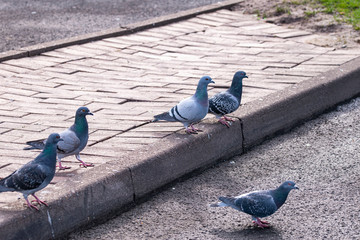 pigeons on the street