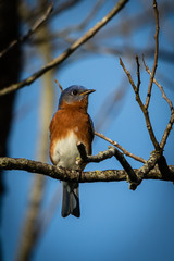 eastern bluebird on a branch