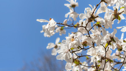 White Magnolia spring flowers. a beautiful white magnolia flower with fresh odor