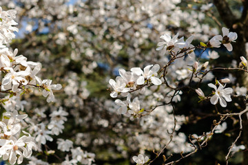 White Magnolia spring flowers. a beautiful white magnolia flower with fresh odor