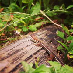 Lizard　トカゲ