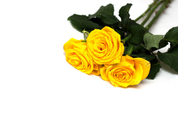 Yellow rose on a white background. A photo.