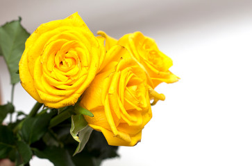 Yellow rose on a white background. A photo.