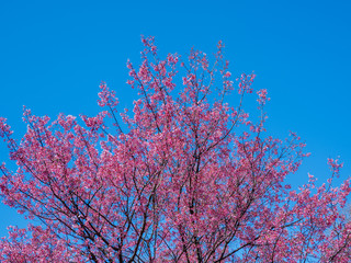 青空と緋寒桜　３月