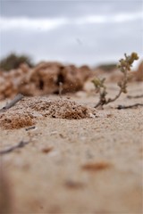 pianta nel deserto
