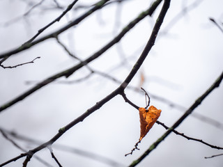 A lonely orange autumn leave hanging on a tree branch in the park.