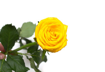 Yellow rose on a white background. A photo.