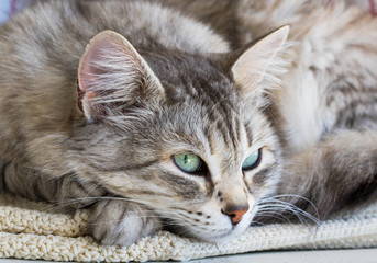 Pretty cat face in relax, siberian breed