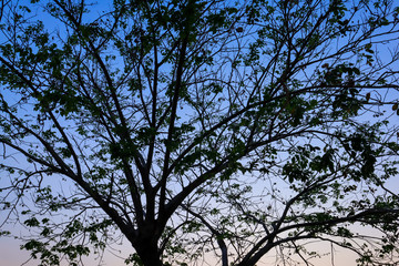 Beautiful silhouette tree branch on sky sunset background.